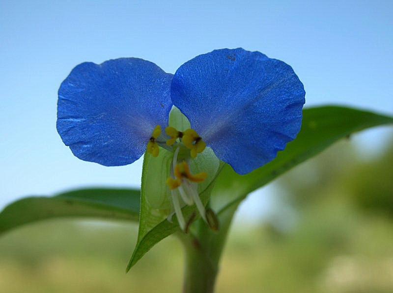 Commelina communis / Erba-miseria asiatica